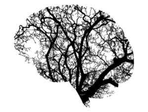 La méditation et notre cerveau